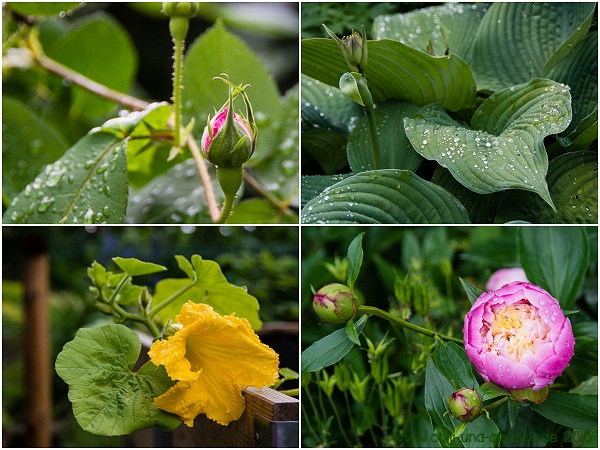 Blüten im verregneten Garten